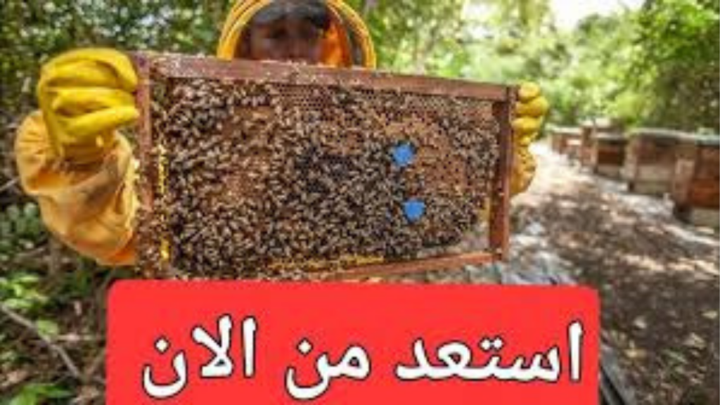 أخطاء النحالين في الربيع : 5 ممارسات شائعة تدمر خلايا النحل وتقلل إنتاج العسل