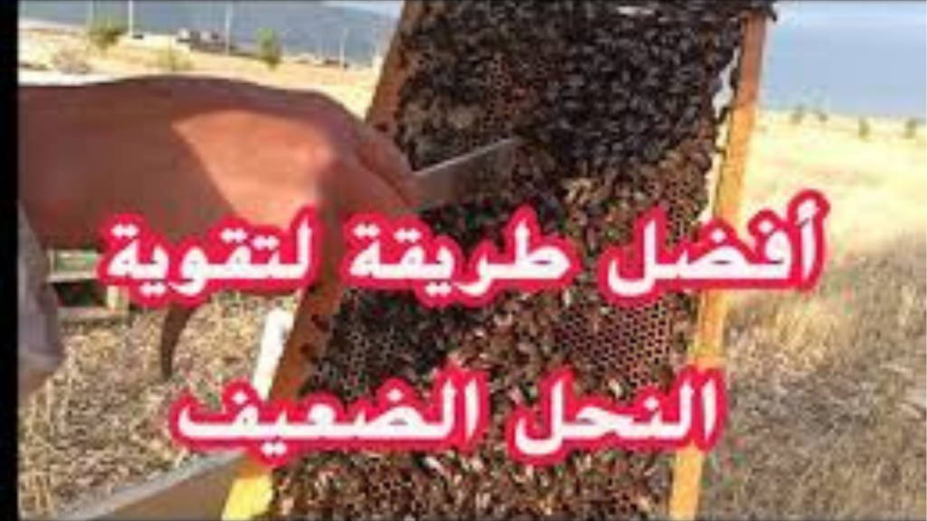 تقوية خلايا النحل الضعيفة: 7 طرق احترافية لزيادة إنتاج العسل بسرعة وتحقيق موسم ناجح