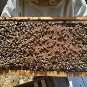 نحل للبيع في المنيا