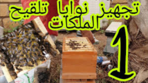 طريقة استخدام نوية تلقيح الملكات وأهم مميزاتها لنجاح مشروع تربية النحل